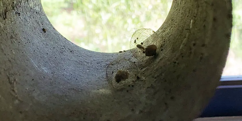 Insect nests