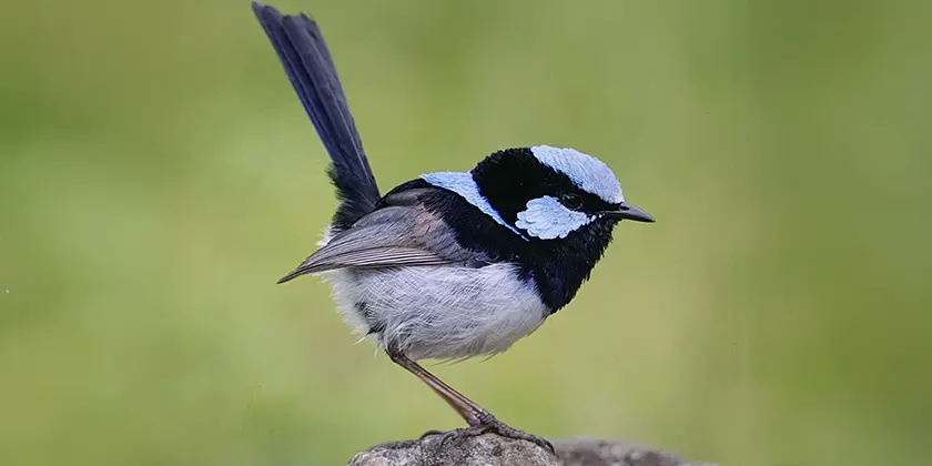 Male fairy wren, courtesy of Birds of the World website